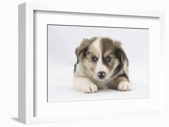 Border Collie Puppy Lying-Mark Taylor-Framed Photographic Print