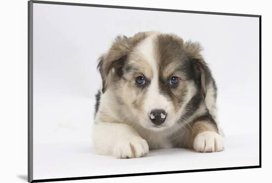 Border Collie Puppy Lying-Mark Taylor-Mounted Photographic Print