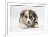 Border Collie Puppy Lying-Mark Taylor-Framed Photographic Print