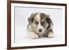 Border Collie Puppy Lying-Mark Taylor-Framed Photographic Print