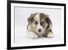 Border Collie Puppy Lying-Mark Taylor-Framed Photographic Print