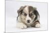 Border Collie Puppy Lying-Mark Taylor-Mounted Photographic Print