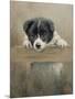 Border Collie Puppy on a Fence-John Silver-Mounted Giclee Print