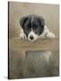 Border Collie Puppy on a Fence-John Silver-Stretched Canvas