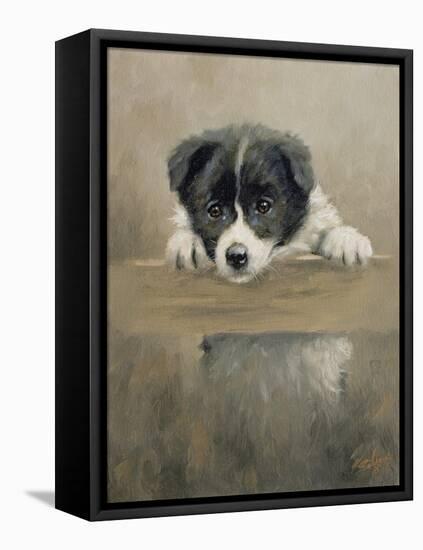 Border Collie Puppy on a Fence-John Silver-Framed Stretched Canvas