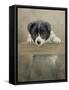 Border Collie Puppy on a Fence-John Silver-Framed Stretched Canvas