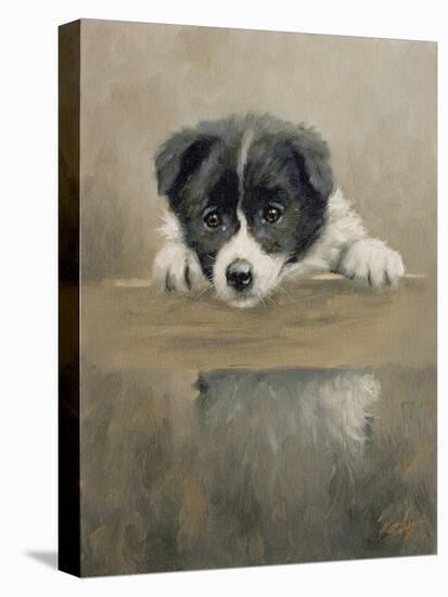 Border Collie Puppy on a Fence-John Silver-Stretched Canvas