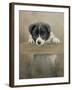 Border Collie Puppy on a Fence-John Silver-Framed Giclee Print