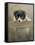 Border Collie Puppy on a Fence-John Silver-Framed Stretched Canvas