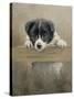 Border Collie Puppy on a Fence-John Silver-Stretched Canvas