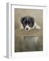 Border Collie Puppy on a Fence-John Silver-Framed Giclee Print