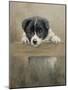 Border Collie Puppy on a Fence-John Silver-Mounted Giclee Print