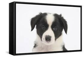 Border Collie Puppy Portrait-Mark Taylor-Framed Stretched Canvas