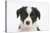 Border Collie Puppy Portrait-Mark Taylor-Stretched Canvas
