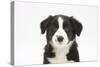 Border Collie Puppy Portrait-Mark Taylor-Stretched Canvas