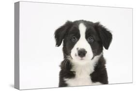 Border Collie Puppy Portrait-Mark Taylor-Stretched Canvas