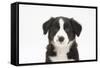 Border Collie Puppy Portrait-Mark Taylor-Framed Stretched Canvas