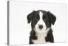 Border Collie Puppy Portrait-Mark Taylor-Stretched Canvas