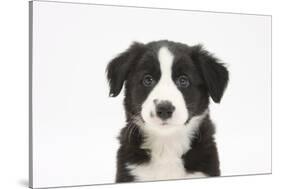 Border Collie Puppy Portrait-Mark Taylor-Stretched Canvas