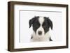 Border Collie Puppy Portrait-Mark Taylor-Framed Photographic Print