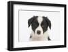 Border Collie Puppy Portrait-Mark Taylor-Framed Photographic Print