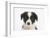 Border Collie Puppy Portrait-Mark Taylor-Framed Photographic Print