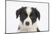 Border Collie Puppy Portrait-Mark Taylor-Mounted Photographic Print