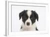 Border Collie Puppy Portrait-Mark Taylor-Framed Photographic Print