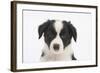 Border Collie Puppy Portrait-Mark Taylor-Framed Photographic Print