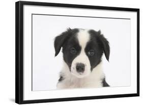 Border Collie Puppy Portrait-Mark Taylor-Framed Photographic Print