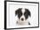 Border Collie Puppy Portrait-Mark Taylor-Framed Photographic Print