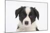 Border Collie Puppy Portrait-Mark Taylor-Mounted Photographic Print