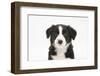 Border Collie Puppy Portrait-Mark Taylor-Framed Photographic Print