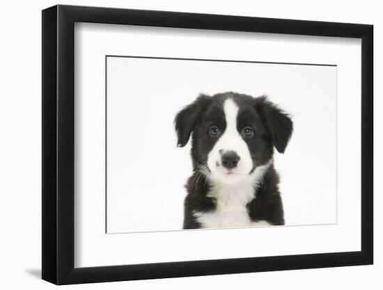 Border Collie Puppy Portrait-Mark Taylor-Framed Photographic Print