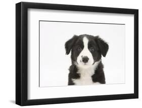 Border Collie Puppy Portrait-Mark Taylor-Framed Photographic Print