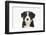 Border Collie Puppy Portrait-Mark Taylor-Framed Photographic Print