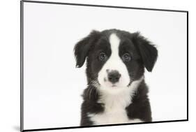 Border Collie Puppy Portrait-Mark Taylor-Mounted Photographic Print