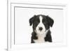 Border Collie Puppy Portrait-Mark Taylor-Framed Photographic Print