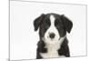 Border Collie Puppy Portrait-Mark Taylor-Mounted Photographic Print