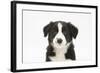 Border Collie Puppy Portrait-Mark Taylor-Framed Photographic Print