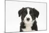 Border Collie Puppy Portrait-Mark Taylor-Mounted Photographic Print