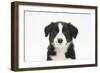 Border Collie Puppy Portrait-Mark Taylor-Framed Photographic Print