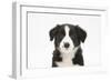 Border Collie Puppy Portrait-Mark Taylor-Framed Photographic Print