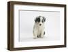 Border Collie Puppy Sitting Looking a Little Lonely-Mark Taylor-Framed Photographic Print