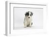 Border Collie Puppy Sitting Looking a Little Lonely-Mark Taylor-Framed Photographic Print