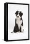 Border Collie Puppy Sitting-Mark Taylor-Framed Stretched Canvas