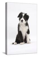 Border Collie Puppy Sitting-Mark Taylor-Stretched Canvas