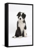 Border Collie Puppy Sitting-Mark Taylor-Framed Stretched Canvas