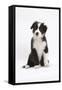 Border Collie Puppy Sitting-Mark Taylor-Framed Stretched Canvas