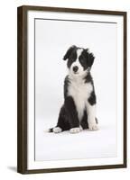 Border Collie Puppy Sitting-Mark Taylor-Framed Premium Photographic Print